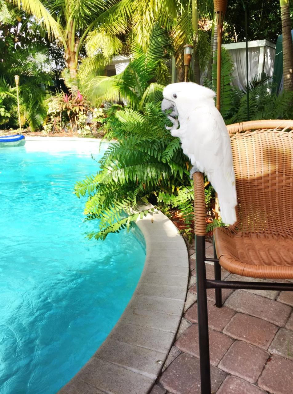 Calypso Inn Wilton Gay Male Resort Wilton Manors エクステリア 写真